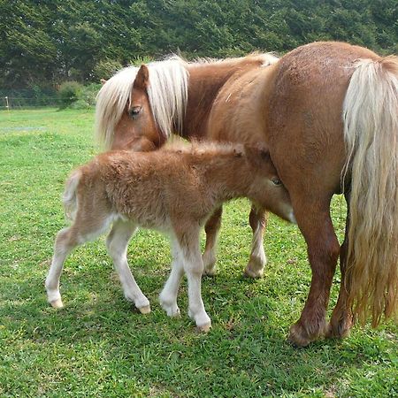 Отель La Ferme De Kerhors Tremeoc Экстерьер фото
